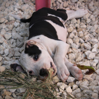 Cuccioli amstaff