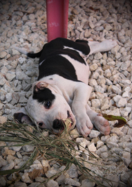 Cuccioli amstaff