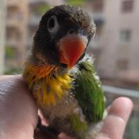 Pulli inseparabili personata mascherato