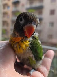 Pulli inseparabili personata mascherato