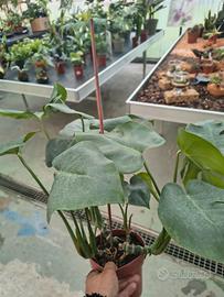 Monstera deliciosa