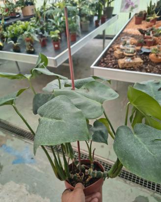 Monstera deliciosa