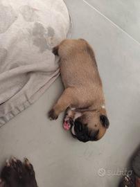 BULLDOG FRANCESE 