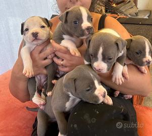 Cuccioli Amstaff disponibili