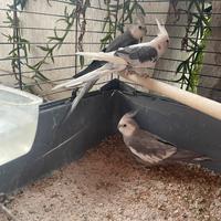 Calopsiti faccia bianca