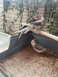 Calopsiti faccia bianca