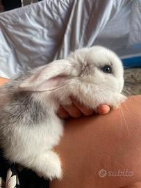 Cucciolo Mini Lop Broken Blue occhi azzurri