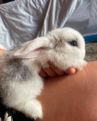Cucciolo Mini Lop Broken Blue occhi azzurri
