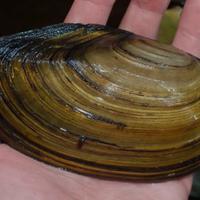Anodonta Cygnea