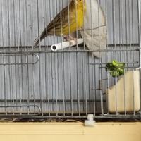 Canarini agata topazio mosaico gialla intensa