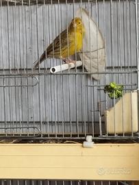 Canarini agata topazio mosaico gialla intensa