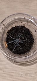 Migali Lasiodora