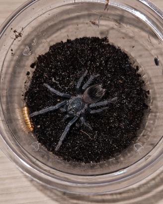 Migali Lasiodora