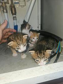 gatti  piccoli nati da poco
