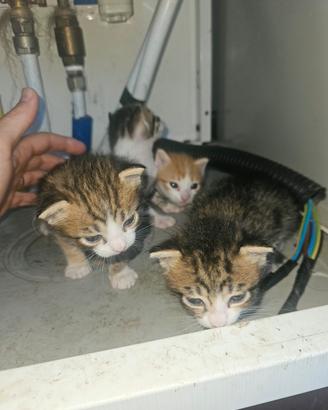gatti  piccoli nati da poco