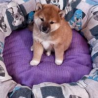 Shiba inu rossa pedigree Enci