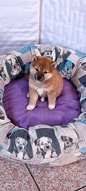 Shiba inu rossa pedigree Enci