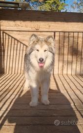 Alaskan malamute
