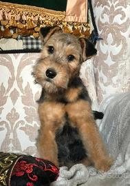 terrier lakeland 