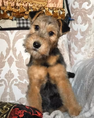 terrier lakeland 