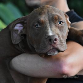 Cucciole di American Bully XL/XXL