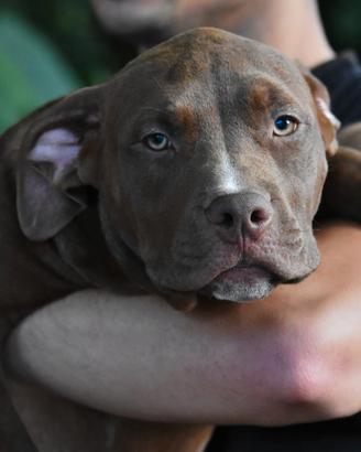 Cucciole di American Bully XL/XXL