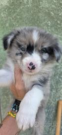 Border collie litter 2026