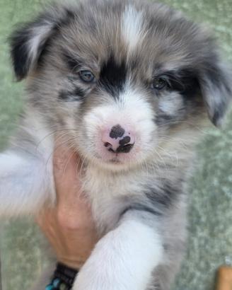 Border collie litter 2026
