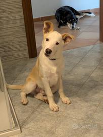 Da ADOTTARE CUCCIOLO METICCIO