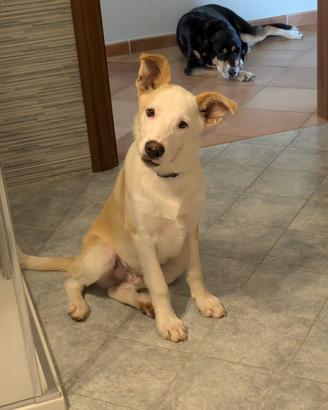 Da ADOTTARE CUCCIOLO METICCIO