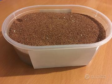 Semi Eucalyptus camaldulensis (400 g)