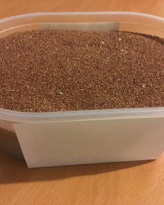 Semi Eucalyptus camaldulensis (400 g)