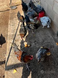 Marans Olive Egger
