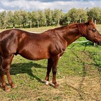 Quarter Horse Stallone