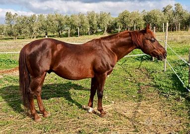 Quarter Horse Stallone