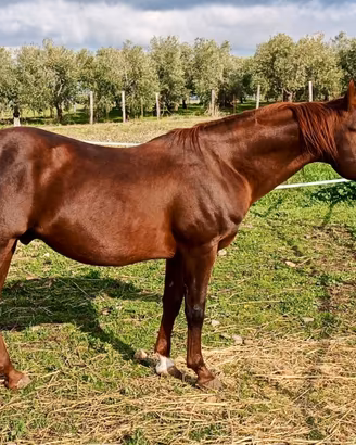 Quarter Horse Stallone