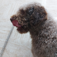 Lagotto romagnolo da tartufi