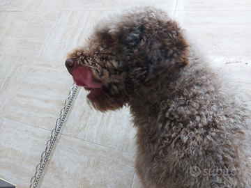 Lagotto romagnolo da tartufi