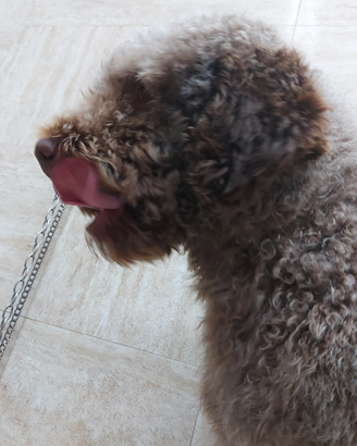 Lagotto romagnolo da tartufi