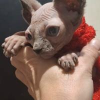 Gatto nudo sphynx