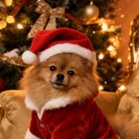 Pomeriana Spritz mini toy