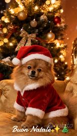 Pomeriana Spritz mini toy