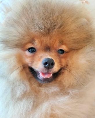 Cuccioli di Spitz di Pomerania nano (Volpino)