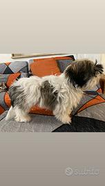Cuccioli Shih tzu