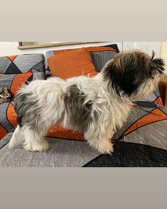 Cuccioli Shih tzu