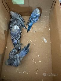 Parrocchietto ondulato