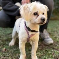SI CEDE cagnolino incrocio simil maltese