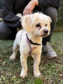 SI CEDE cagnolino incrocio simil maltese