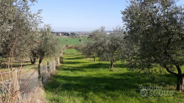 Terreno 10499 metri coriano rimini(loc. pedrolara) - Altro