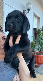 Cucciola femmina di Labrador nera pedigree e